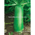 2015 Newest Fruit Type Green Radish Seeds For Growing